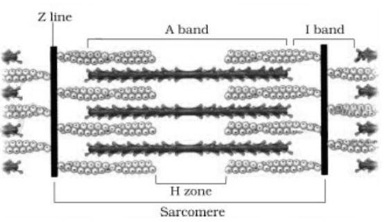 NCERT Solutions for 11th Class Biology: Chapter 20-Locomotion and Movement Que. 1