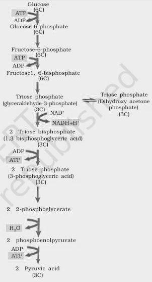 NCERT Solutions for 11th Class Biology: Chapter 14-Respiration in Plants Que. 3