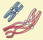 Synapsis NCERT Solutions for 11th Class Biology: Chapter 10-Cell Cycle and Cell Division Que. 7