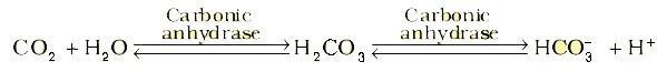 NCERT Solutions for 11th Class Biology: Chapter 17-Breathing and exchange of gases Que. 4