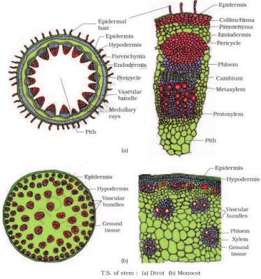 NCERT Solutions for 11th Class Biology: Chapter 6-Anatomy of Flowering Plants Que. 5