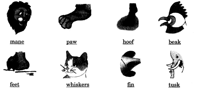 NCERT Solutions for 3rd Class English: Chapter 10-The Ship of the Desert 
Word Building
(2)