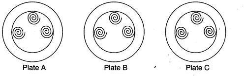 NCERT Solutions for 3rd Class Maths: Chapter 12-Can We Share?