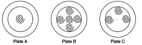 NCERT Solutions for 3rd Class Maths: Chapter 12-Can We Share? 