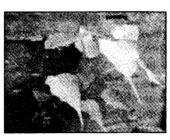 NCERT Solutions for 4th Class Environmental Studies Chapter 19-Abdul In The Garden