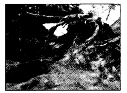 NCERT Solutions for 4th Class Environmental Studies Chapter 19-Abdul In The Garden