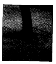 NCERT Solutions for 4th Class Environmental Studies Chapter 19-Abdul In The Garden
