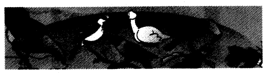 NCERT Solutions for 4th Class Environmental Studies Chapter 2-Ear To Ear