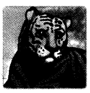 NCERT Solutions for 4th Class Environmental Studies Chapter 2-Ear To Ear