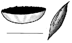 NCERT Solutions for 4th Class Environmental Studies Chapter 25-Spicy Riddles