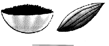 NCERT Solutions for 4th Class Environmental Studies Chapter 25-Spicy Riddles