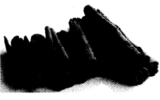 NCERT Solutions for 4th Class Environmental Studies Chapter 25-Spicy Riddles