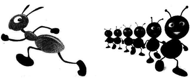 NCERT Solutions for 4th Class Environmental Studies Chapter 5-Anita And The Honeybees
