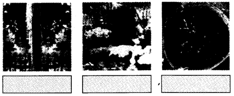NCERT Solutions for 4th Class Environmental Science –(पर्यावरण अध्ययन): Chapter 11-फुलवारी