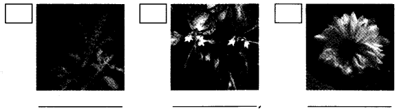 NCERT Solutions for 4th Class Environmental Science –(पर्यावरण अध्ययन): Chapter 11-फुलवारी