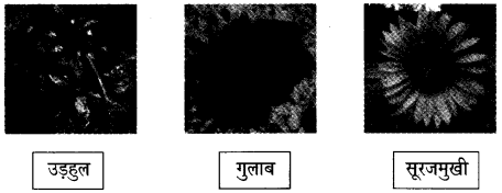 NCERT Solutions for 4th Class Environmental Science –(पर्यावरण अध्ययन): Chapter 11-फुलवारी