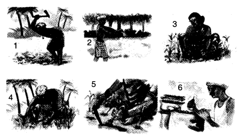 NCERT Solutions for 4th Class Environmental Science –(पर्यावरण अध्ययन): Chapter 14-बसवा का खेत