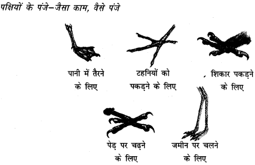 NCERT Solutions for 4th Class Environmental Science –(पर्यावरण अध्ययन): Chapter 16-चूँ -चूँ करती आई चिड़िया