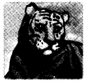NCERT Solutions for 4th Class Environmental Science –(पर्यावरण अध्ययन): Chapter 2- कान-कान में