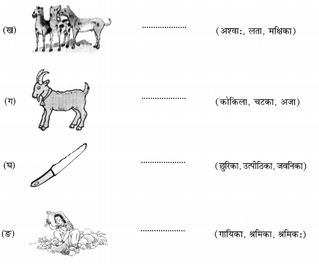 NCERT Solutions for Class 6th Sanskrit: Chapter 2-शब्द परिचयः 2