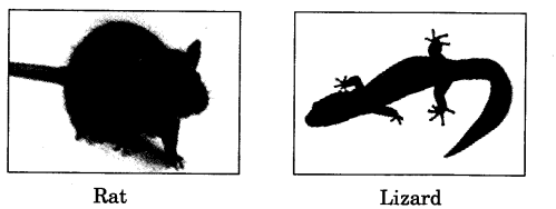 NCERT Solutions for 3rd Class Environmental Studies: Chapter 5-Chhotu’s House Que. 10