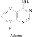 Maharashtra Board Solutions Class 12 Chemistry: Chapter 14- Biomolecules