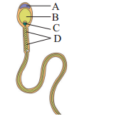 Maharashtra Board Solutions Class 12 Biology: Chapter 2- Reproduction in Lower and Higher Animals Question 1.7