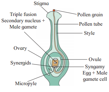 Maharashtra Board Solutions Class 12 Biology: Chapter 1- Reproduction in Lower and Higher Plants Question 4.1