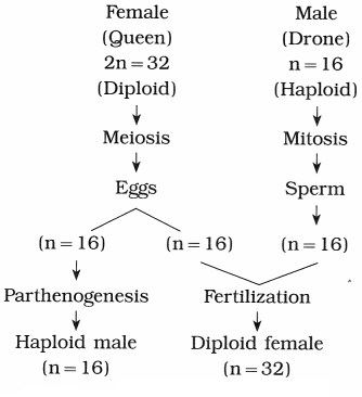 Maharashtra Board Solutions Class 12 Biology: Chapter 3- Inheritance and Variation Question 5.4