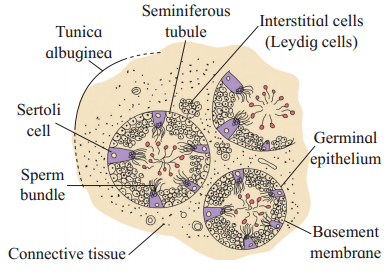 Maharashtra Board Solutions Class 12 Biology: Chapter 2- Reproduction in Lower and Higher Animals Question 5.3