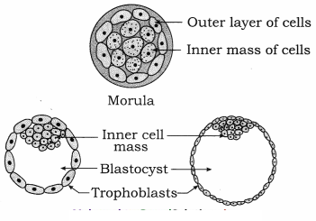 Maharashtra Board Solutions Class 12 Biology: Chapter 2- Reproduction in Lower and Higher Animals Question 5.4