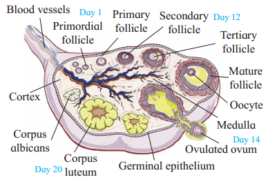 Maharashtra Board Solutions Class 12 Biology: Chapter 2- Reproduction in Lower and Higher Animals Question 5.5