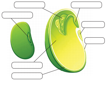 Maharashtra Board Solutions Class 12 Biology: Chapter 1- Reproduction in Lower and Higher Plants Question 6