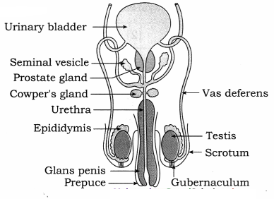 Maharashtra Board Solutions Class 12 Biology: Chapter 2- Reproduction in Lower and Higher Animals Question 1