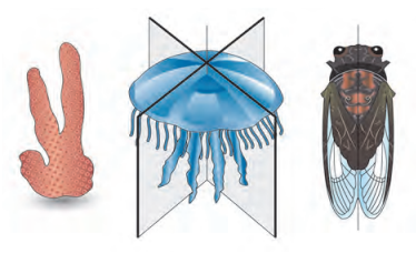 Maharashtra Board Solutions Class 11-Biology: Chapter 4- Kingdom Animalia