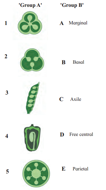 Maharashtra Board Solutions Class 11-Biology: Chapter 9- Morphology of Flowering Plants Question 6