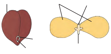 Maharashtra Board Solutions Class 11-Biology: Chapter 9- Morphology of Flowering Plants Question 7
