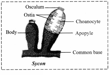 Maharashtra Board Solutions Class 11-Biology: Chapter 4- Kingdom Animalia