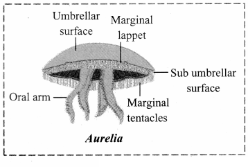 Maharashtra Board Solutions Class 11-Biology: Chapter 4- Kingdom Animalia