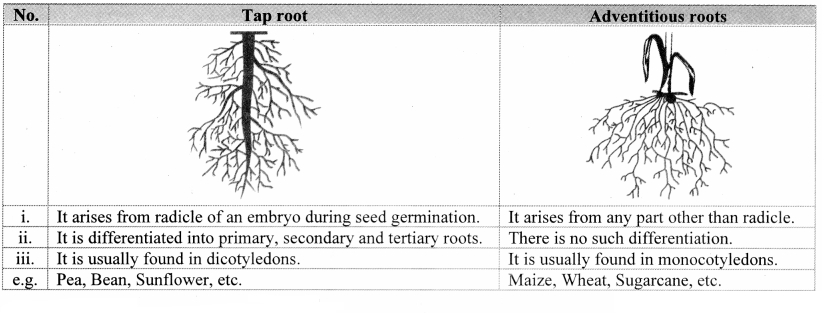 Maharashtra Board Solutions Class 11-Biology: Chapter 9- Morphology of Flowering Plants Question C