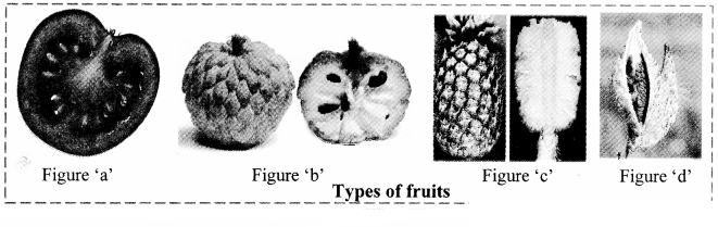 Maharashtra Board Solutions Class 11-Biology: Chapter 9- Morphology of Flowering Plants Question 