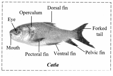 Maharashtra Board Solutions Class 11-Biology: Chapter 4- Kingdom Animalia