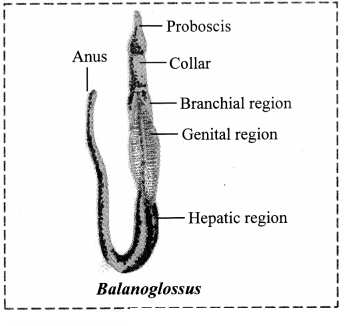 Maharashtra Board Solutions Class 11-Biology: Chapter 4- Kingdom Animalia