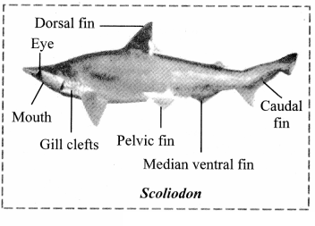 Maharashtra Board Solutions Class 11-Biology: Chapter 4- Kingdom Animalia
