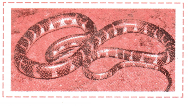 Maharashtra Board Solutions Class 11-Biology: Chapter 4- Kingdom Animalia