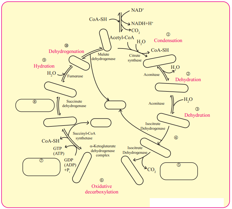 Maharashtra Board Solutions Class 11-Biology: Chapter 13- Respiration and Energy Transfer
