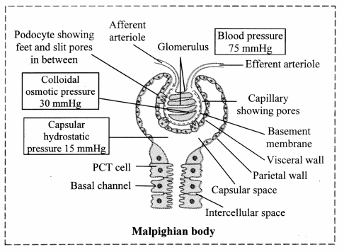 Maharashtra Board Solutions Class 11-Biology: Chapter 15- Excretion and Osmoregulation 5.C