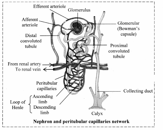 Maharashtra Board Solutions Class 11-Biology: Chapter 15- Excretion and Osmoregulation 2