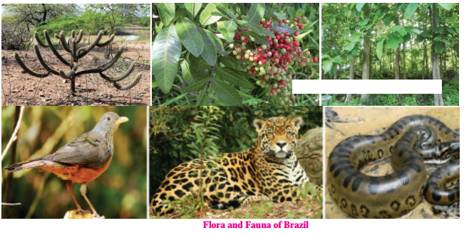 Maharashtra Board Solutions for Class 10- Geography: Chapter 5- Natural Vegetation and Wildlife