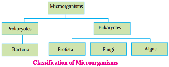 Maharashtra Board Solutions Class 8-Science: Chapter 1- Living World and Classification of Microbes